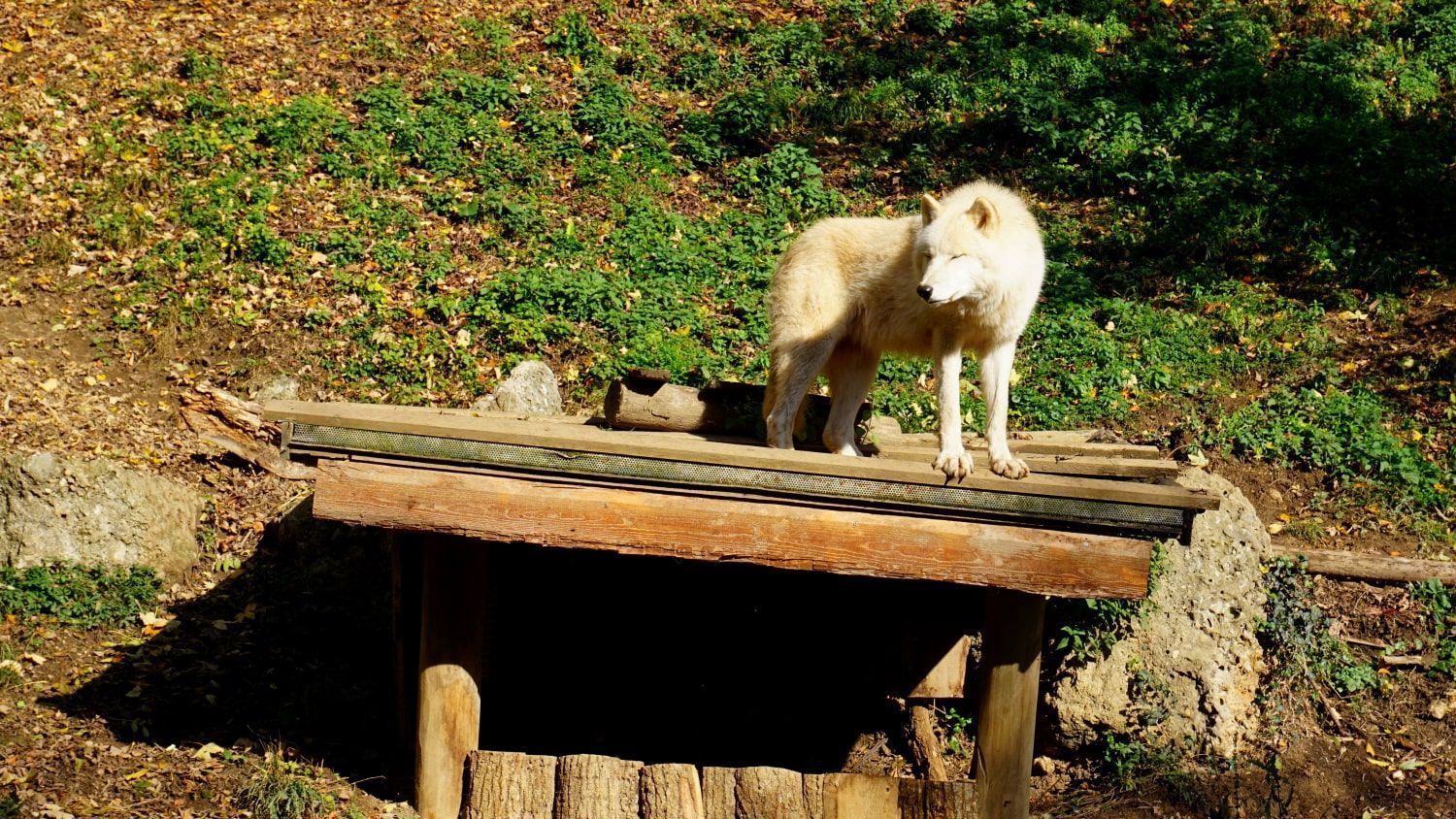 Salzburg Zoo Wolf