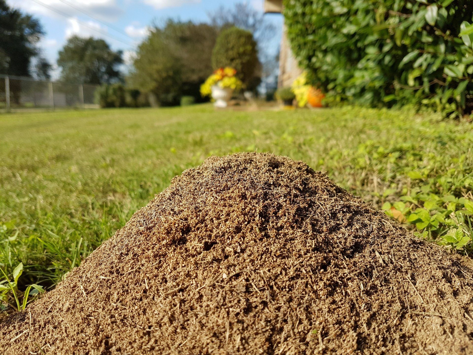 What Are These Ant Mounds From In My Reno Yard?