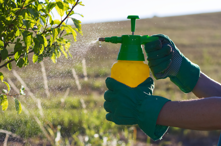 Plant Care in Nevada