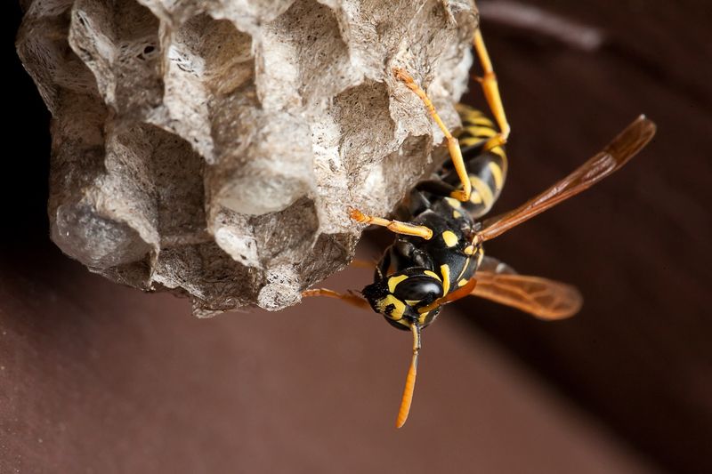 Safe Wasp Management