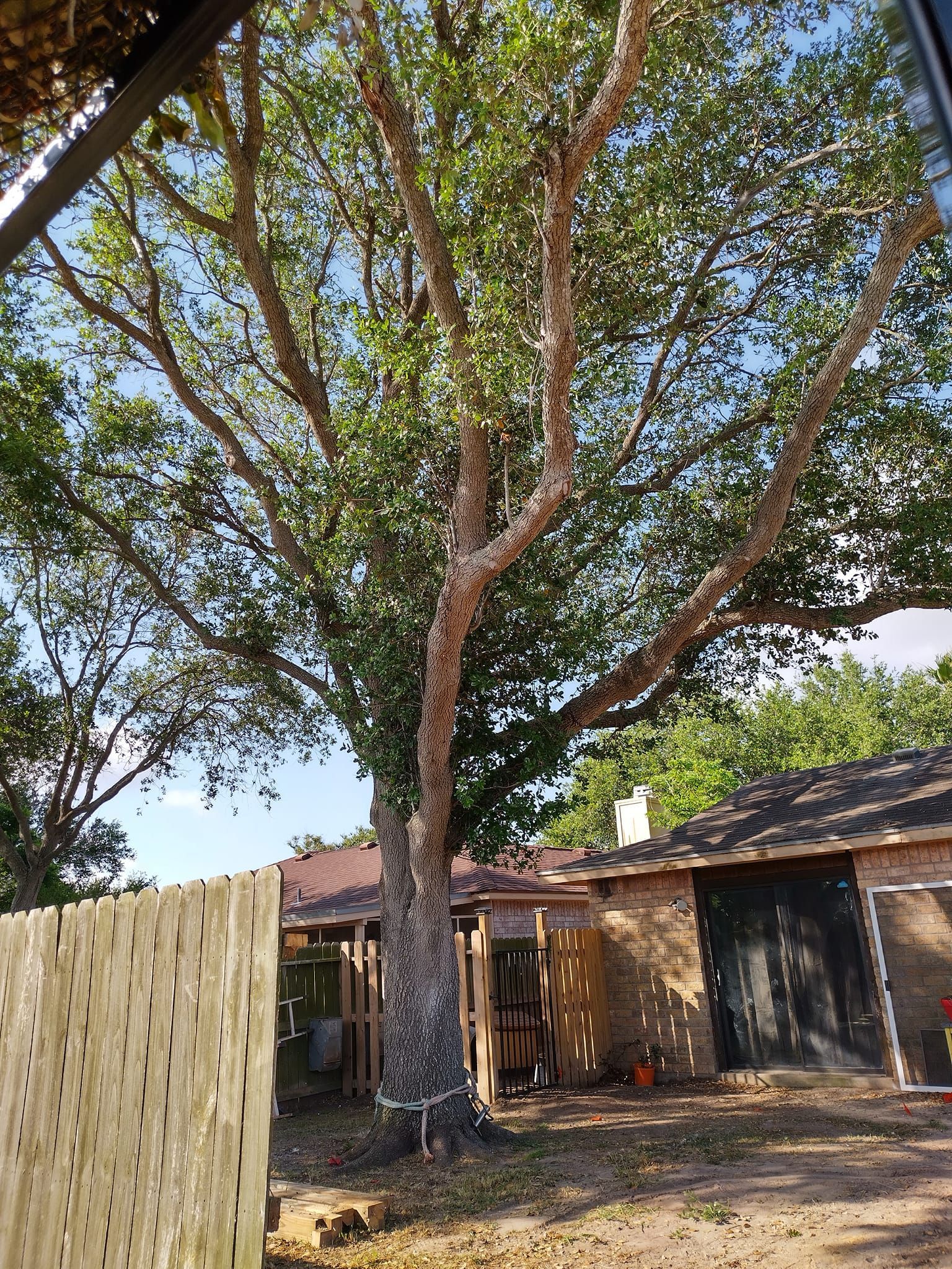 Corpus Christi Emergency Tree Service