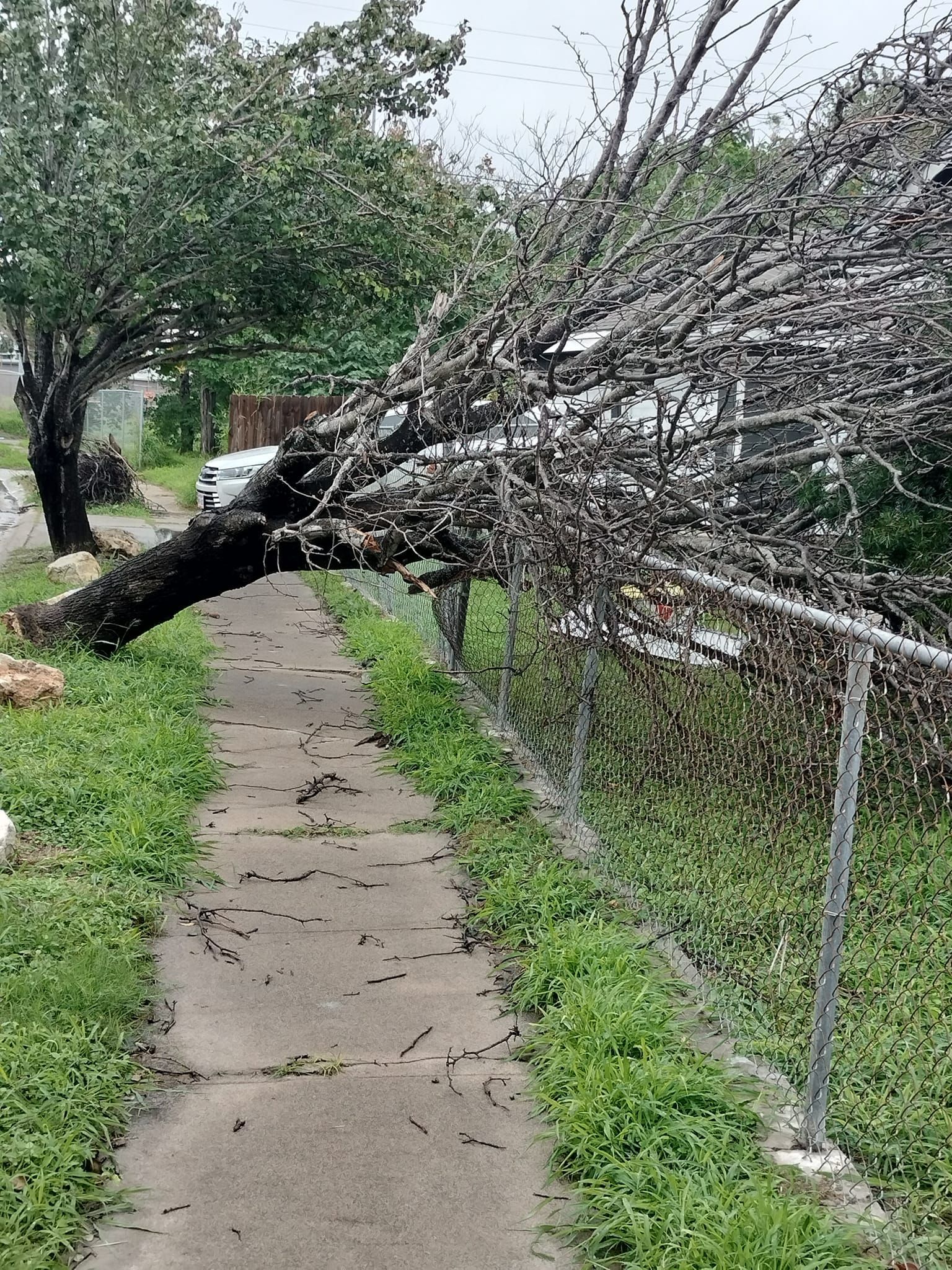 C & N Tree Service Corpus Christi Emergency Tree Service
