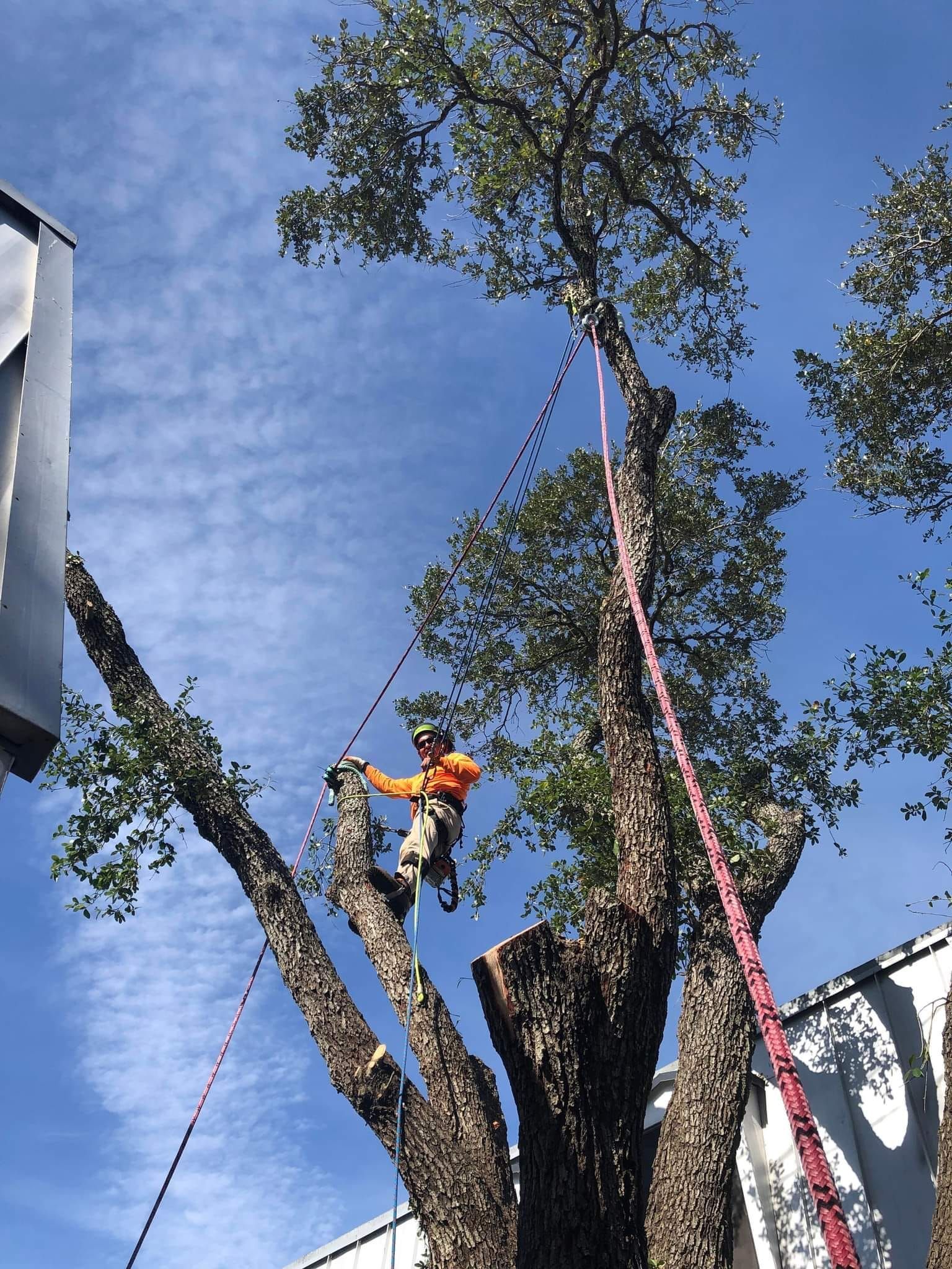 Corpus Christi Tree Pruning