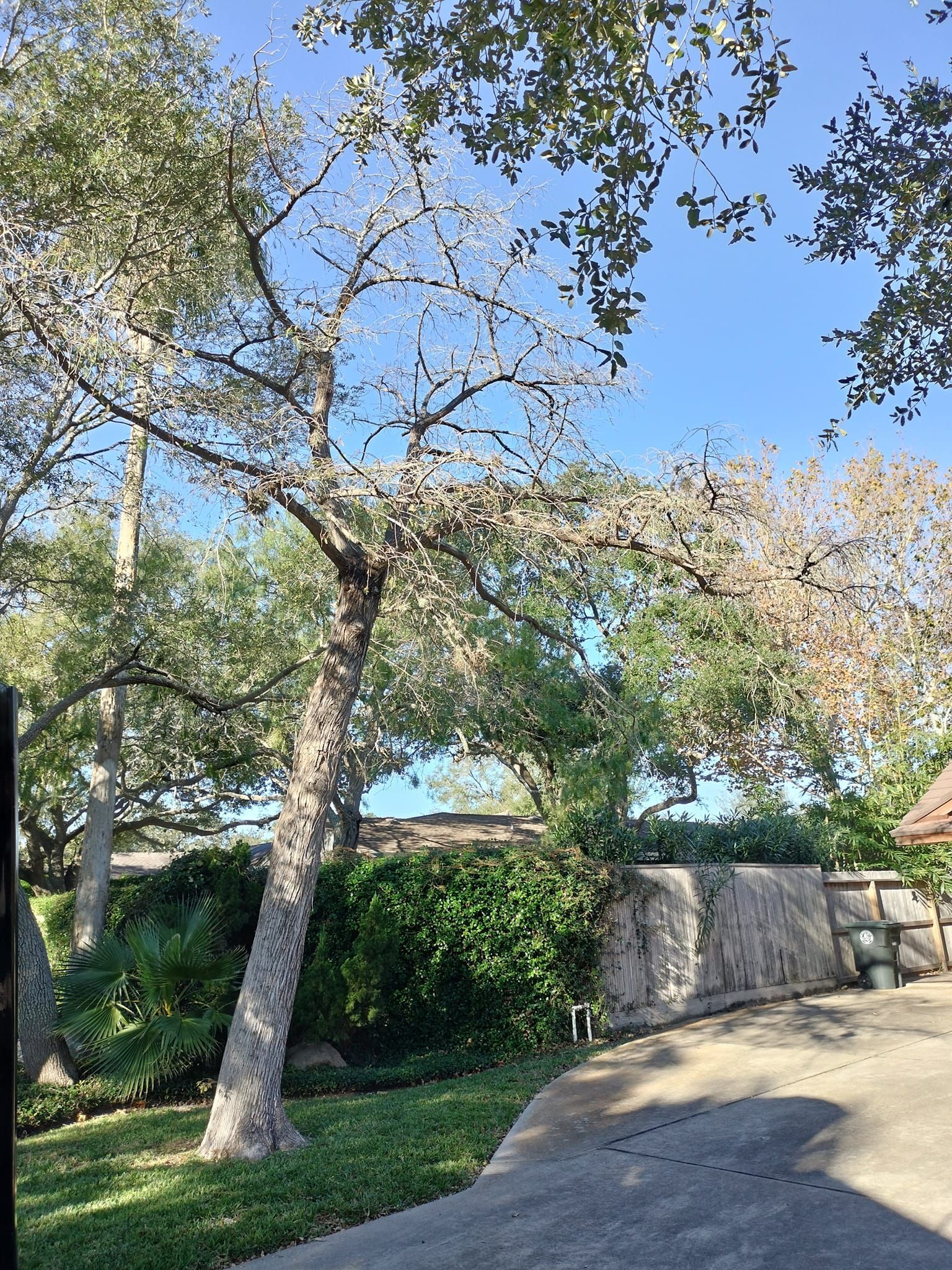 Corpus Christi Tree Pruning
