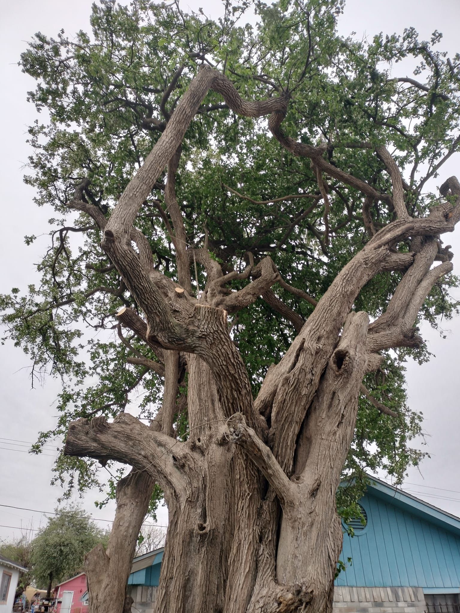 Corpus Christi Tree Removals