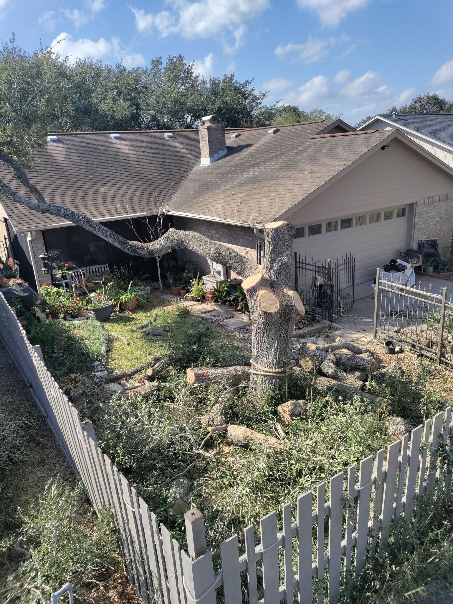 Tree Service Corpus Christi Tree Removals