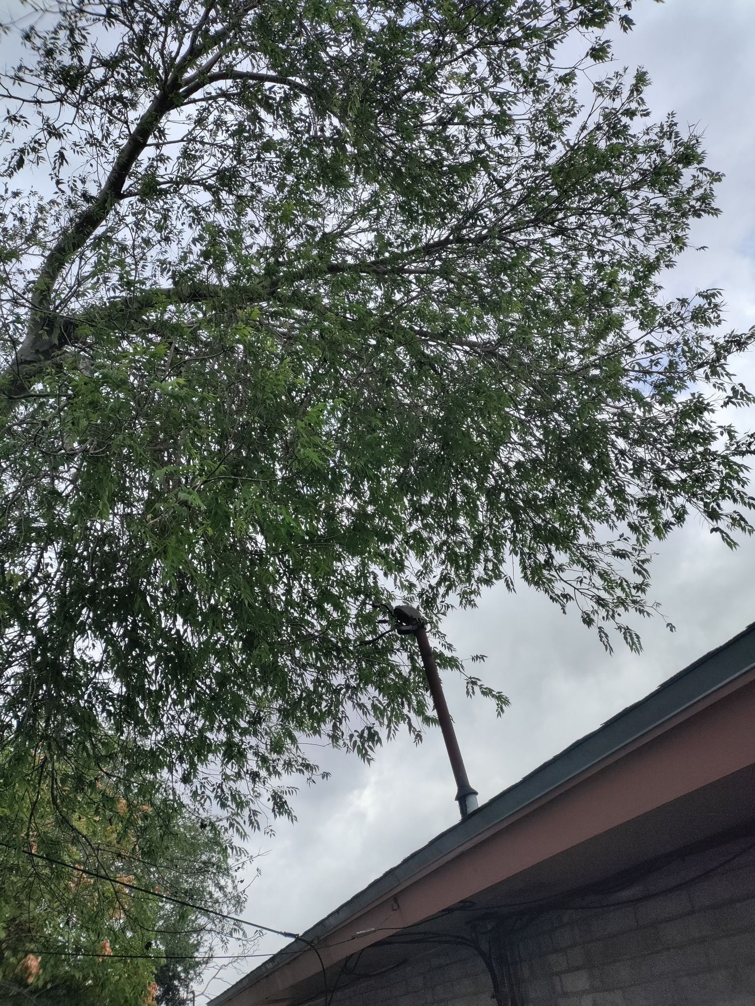 Corpus Christi Tree Pruning