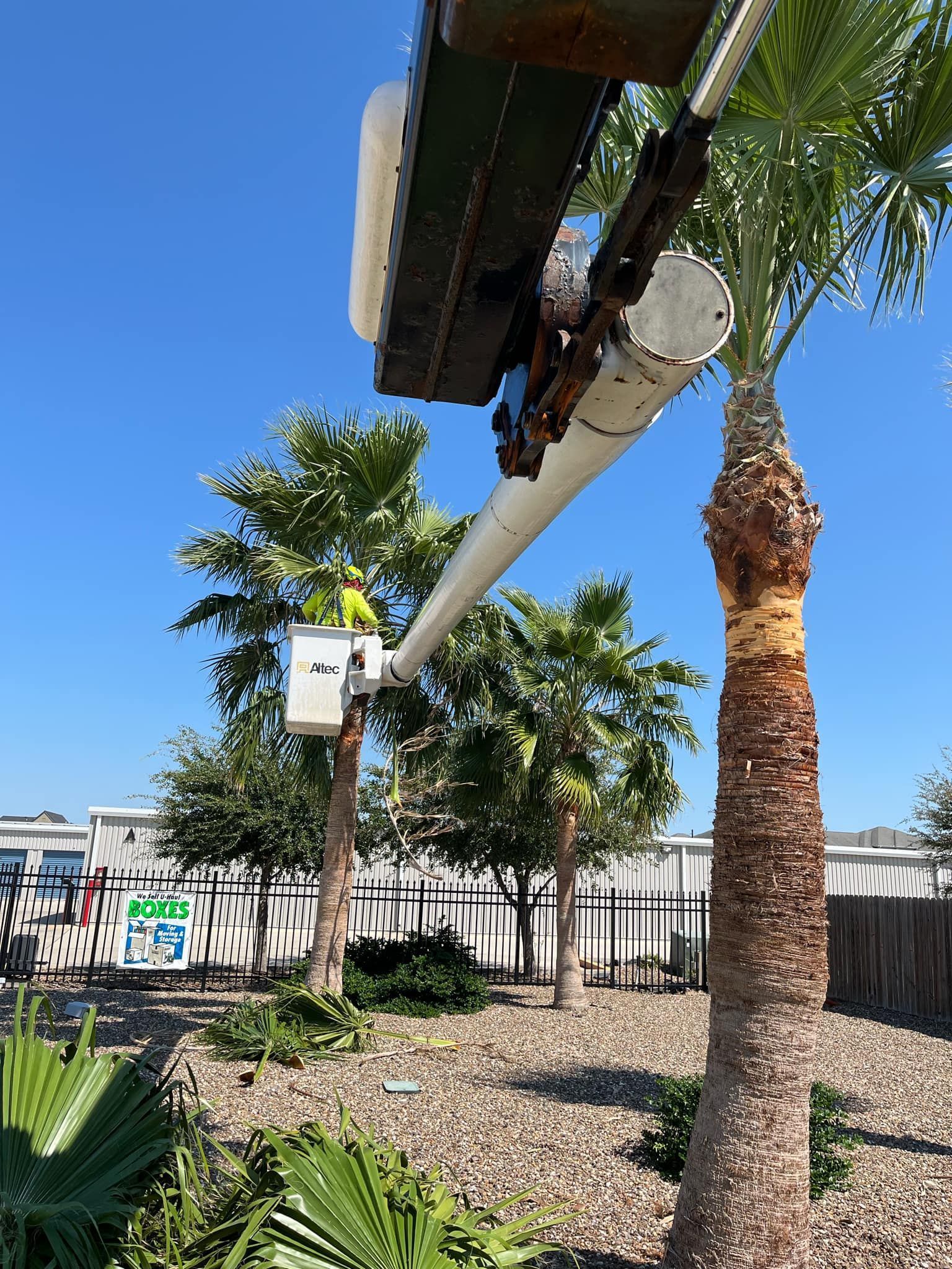C & N Tree Service Corpus Christi Tree Removals
