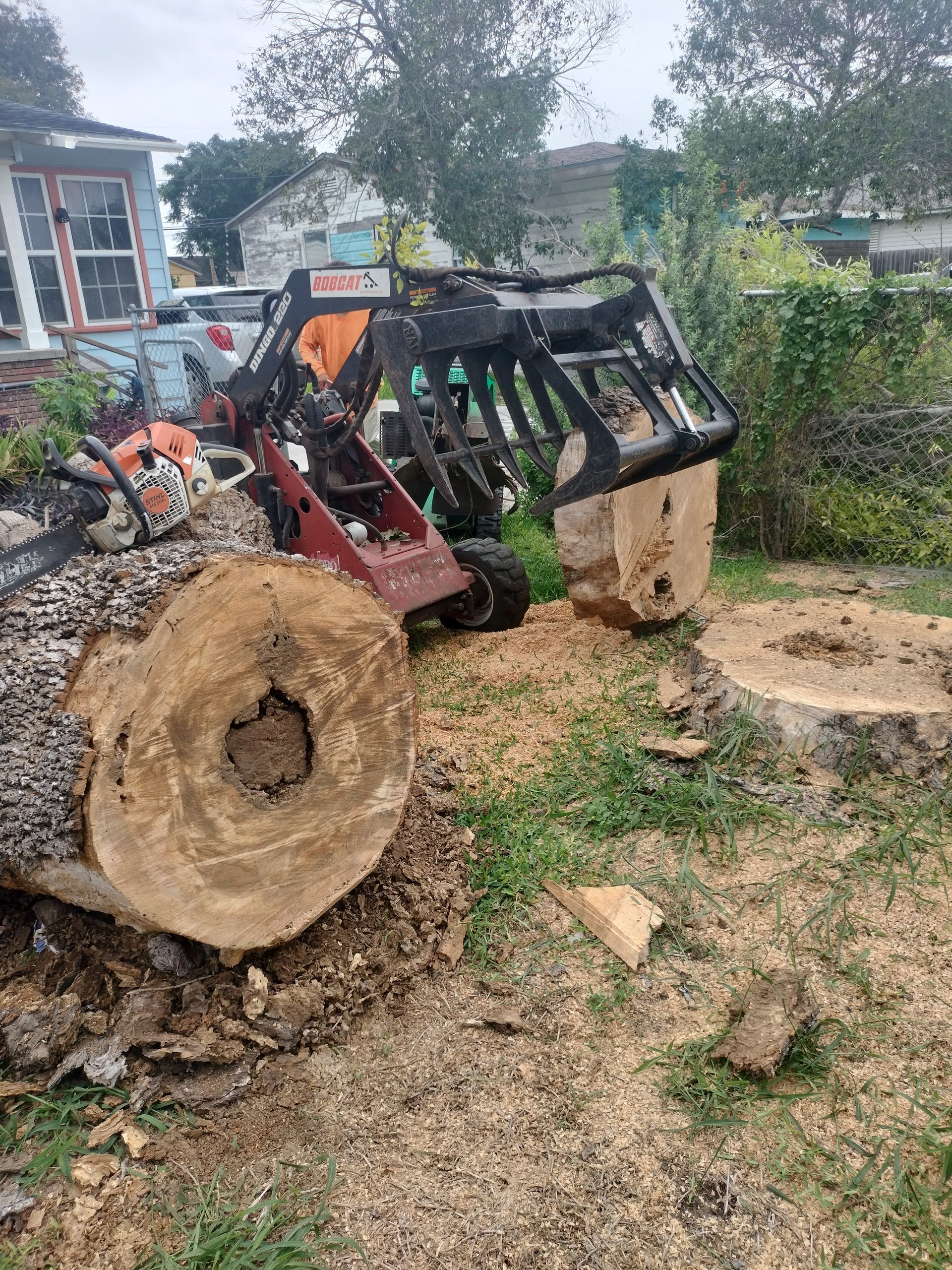 Tree Service Corpus Christi Tree Removals