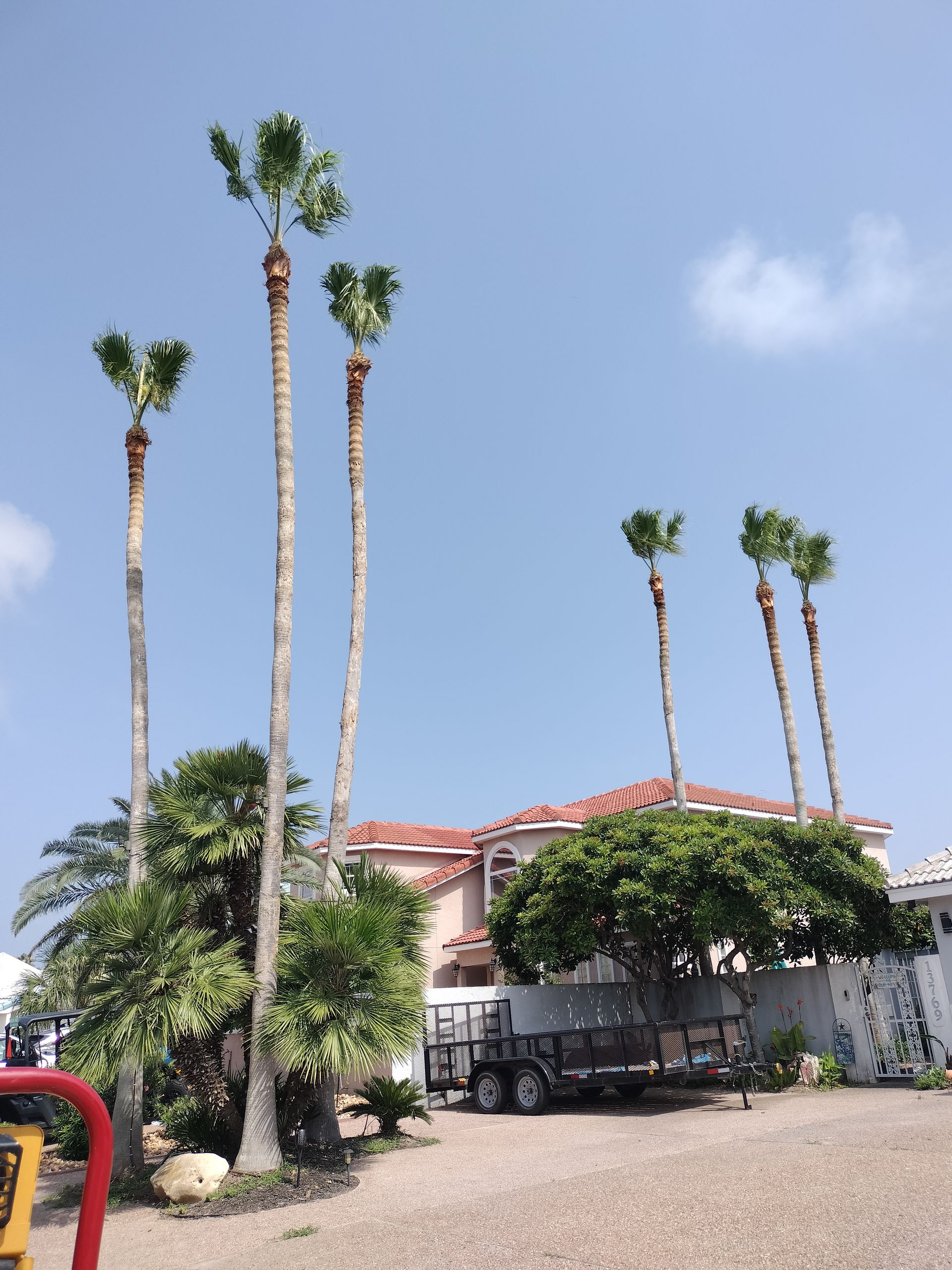 Corpus Christi Tree Trimming