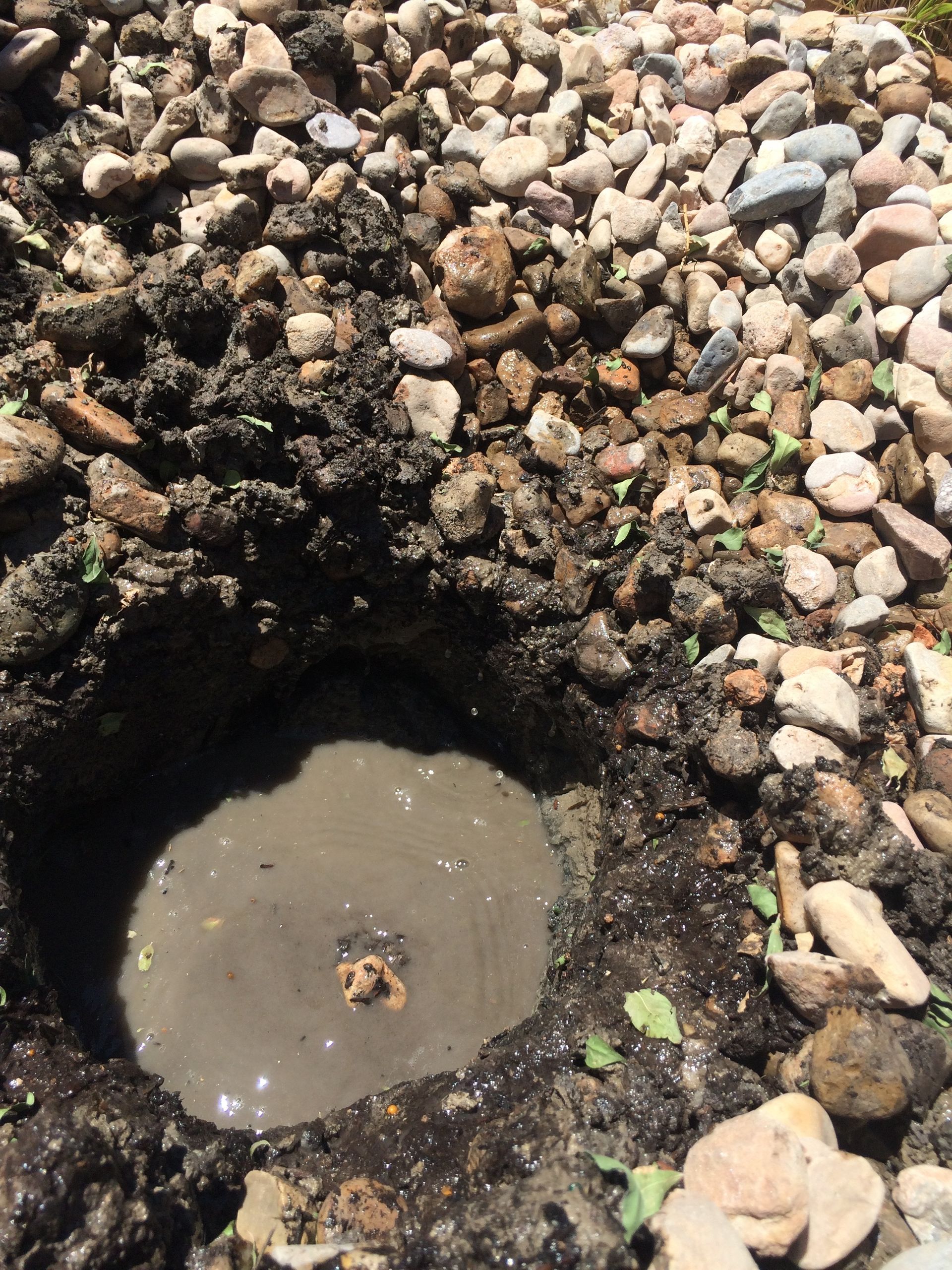 Hole filled with muddy water surrounded by rocks and dirt, likely an unearthed planting spot.