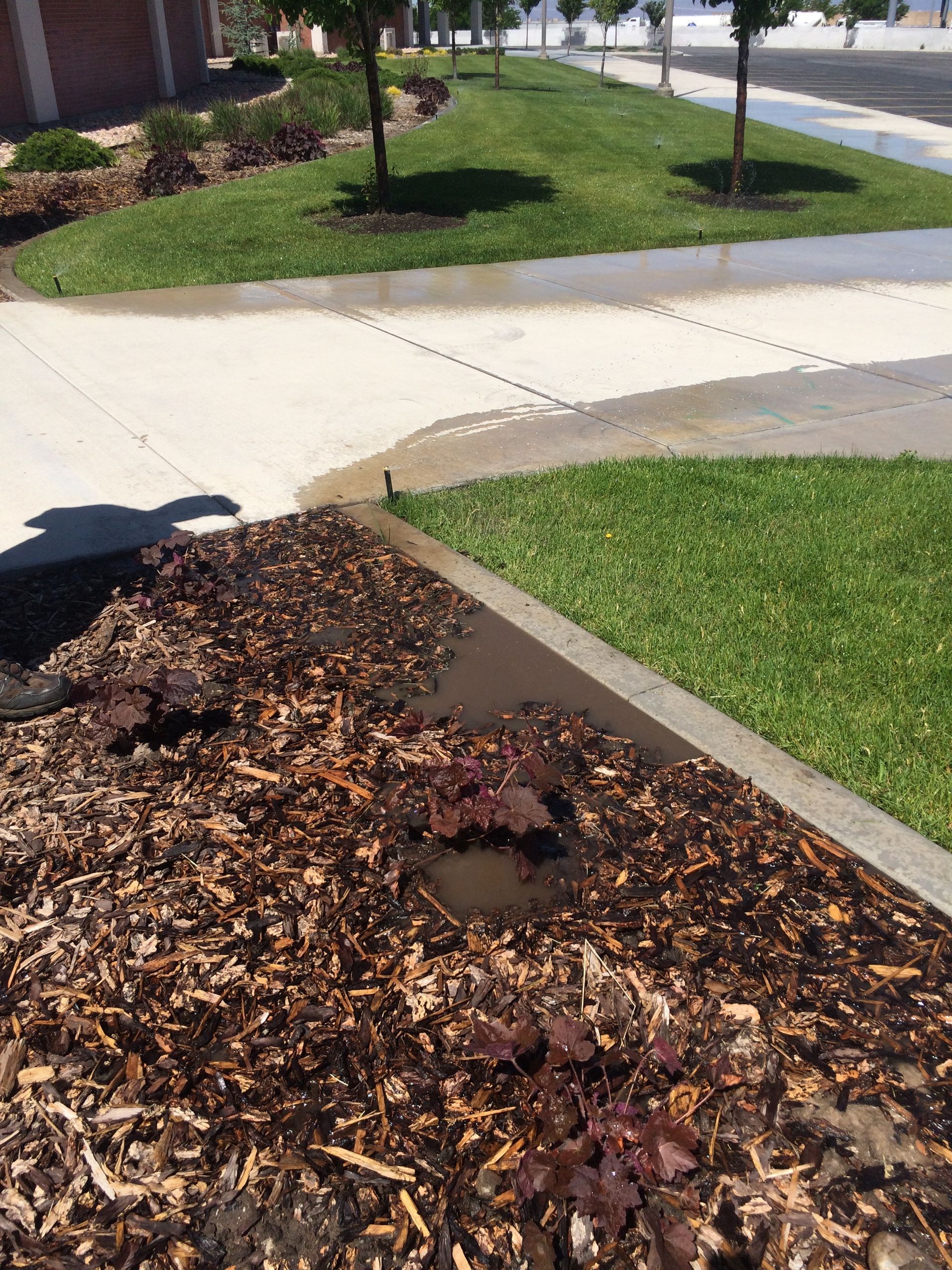 Water pooling in mulch bed next to a concrete sidewalk and green grass.
