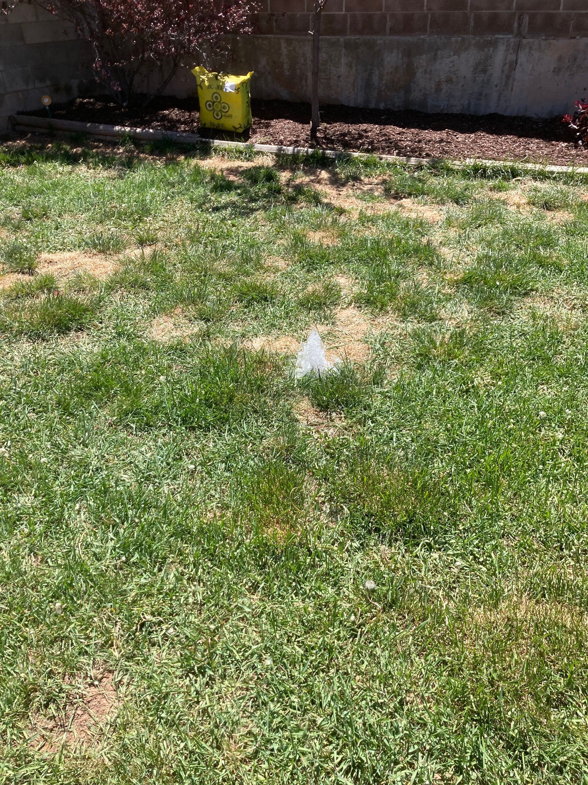 Green lawn with patchy brown spots, a yellow bag, and a wall in the background.