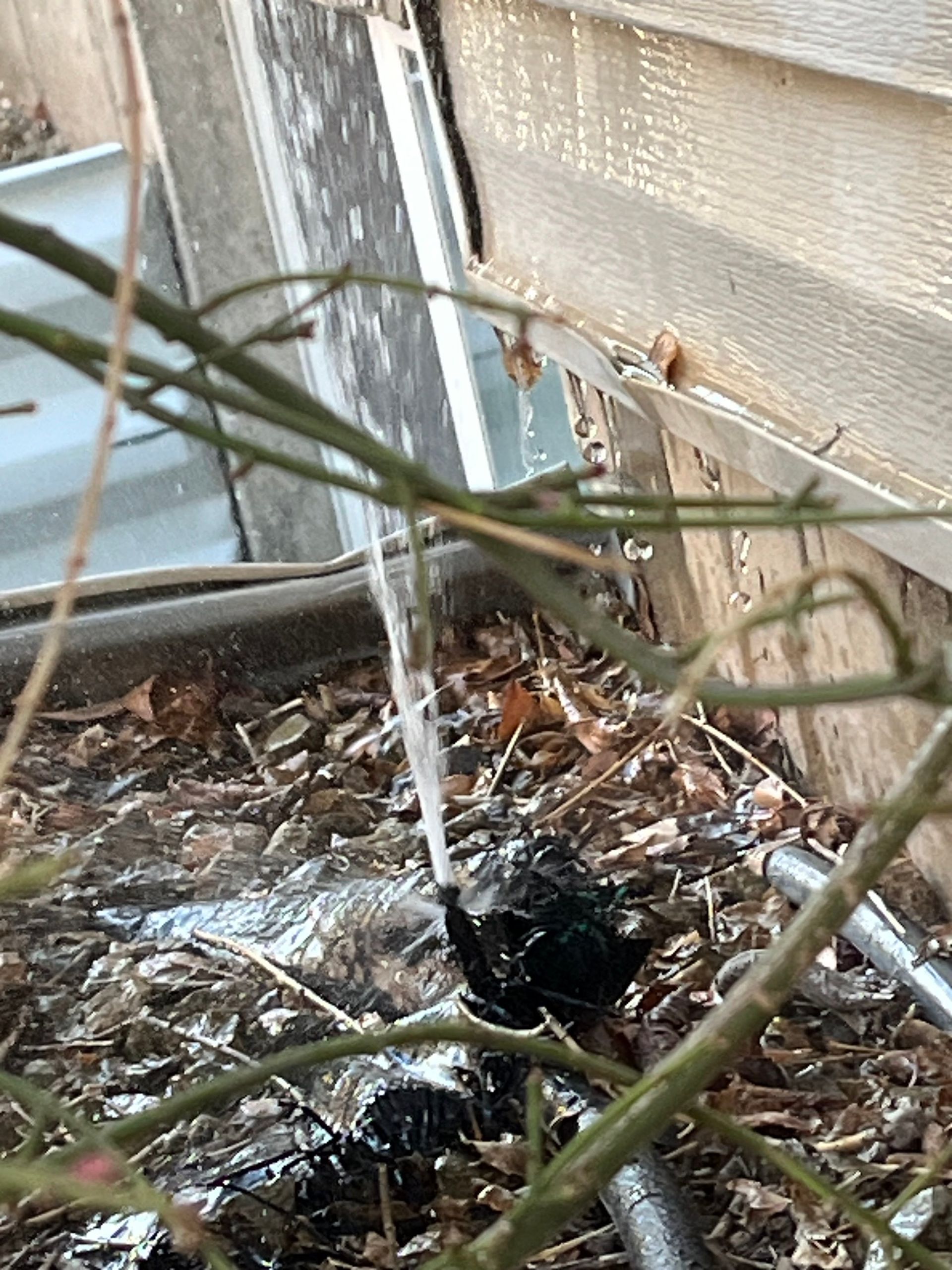 Water spurts from a black fitting near a building, amidst leaves and branches.