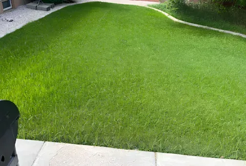 Lush green lawn in a backyard setting, bordered by a concrete walkway.