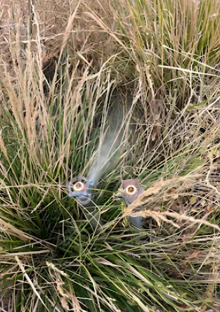 Two sprinkler heads in tall, dry grass; tan and green hues.