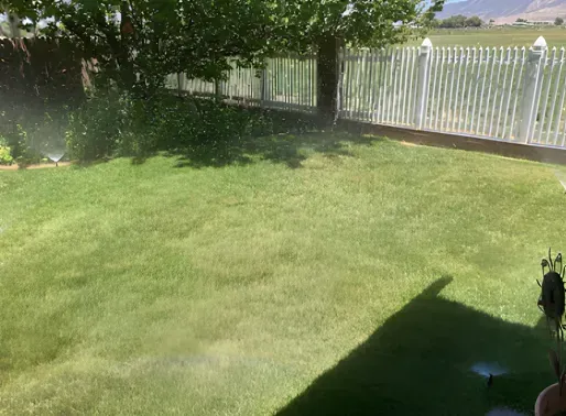Green lawn being watered by sprinklers in a backyard with a white fence.
