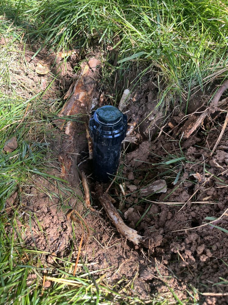 Sprinkler head emerging from the muddy ground with surrounding grass and roots.