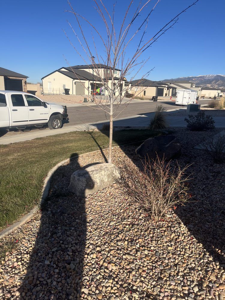 A bare tree stands in a rock bed with a shadow cast from a person taking the photo. Houses and a truck are in the background.