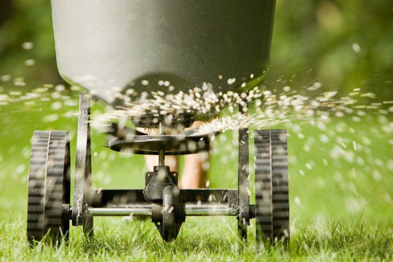 Lawn spreader dispensing granules on green grass.