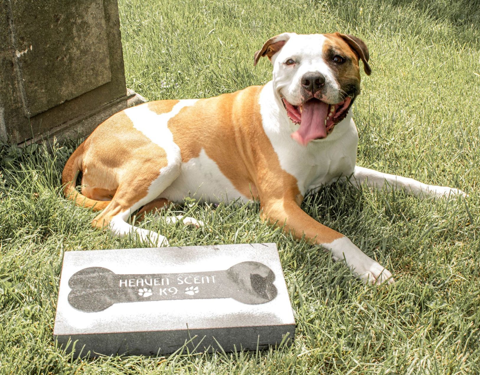 affordable pet headstones