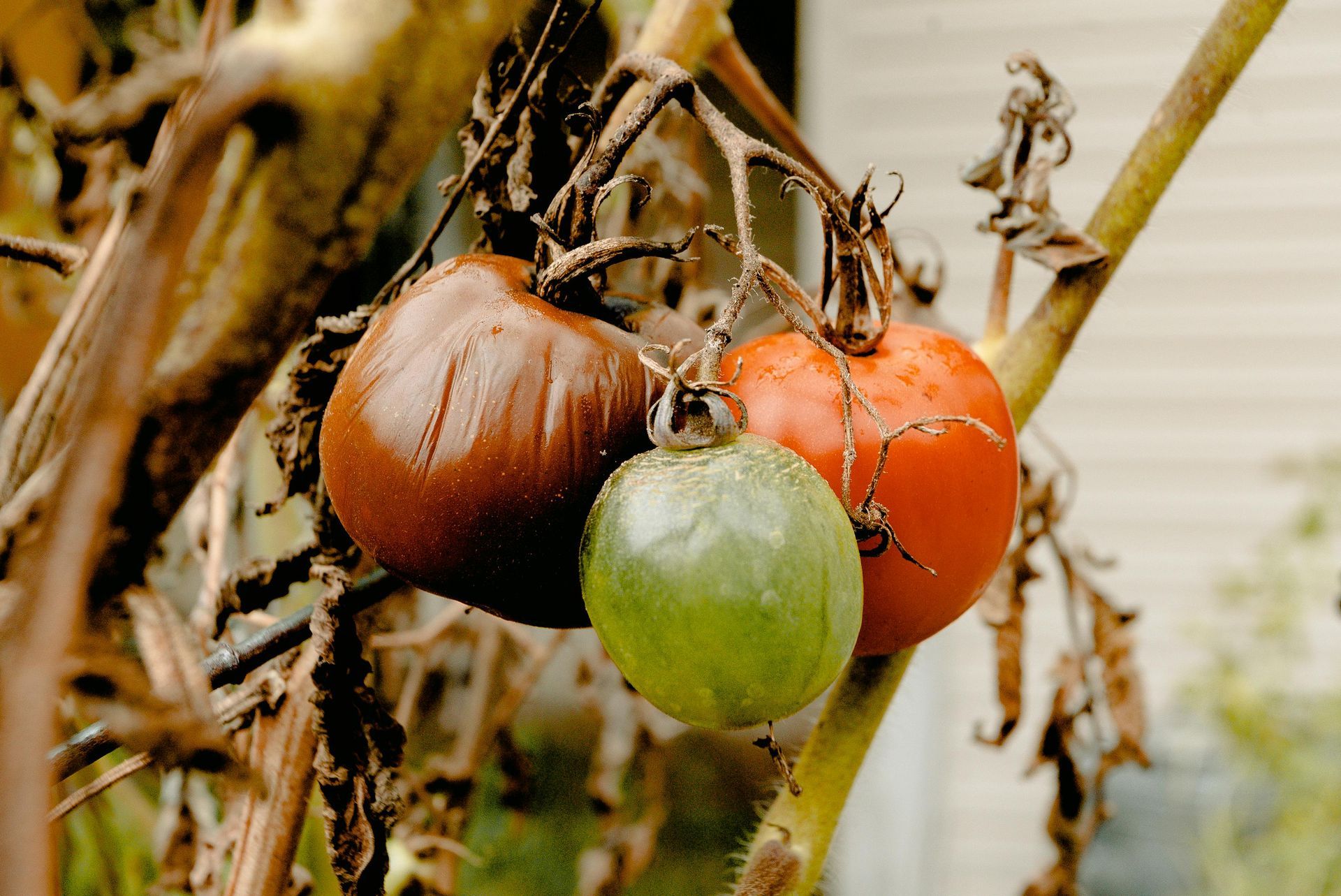 A bunch of tomatoes are growing on a vine