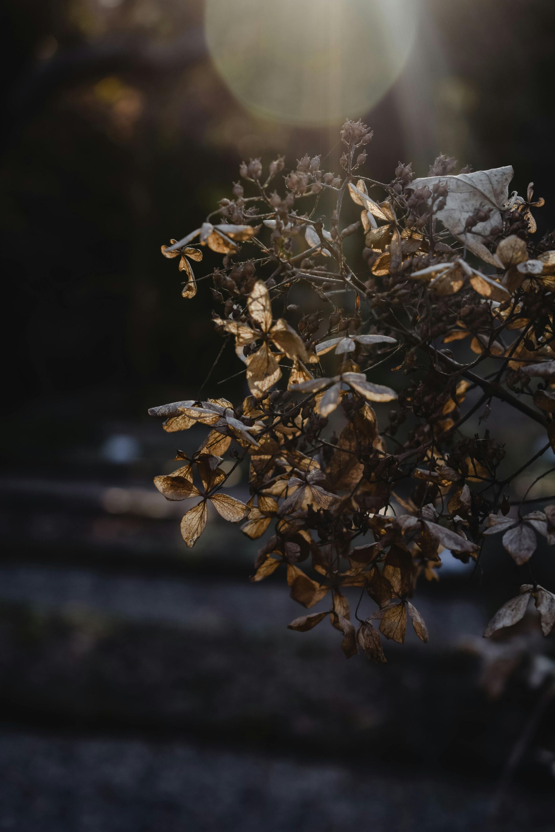 A close up of a tree branch with leaves on it.
