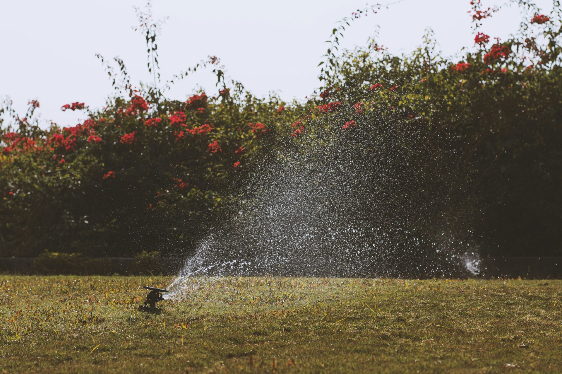 A sprinkler spraying water on a lush green field