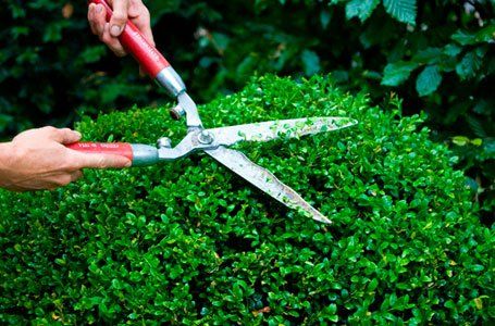 hedge cutting services by professionals