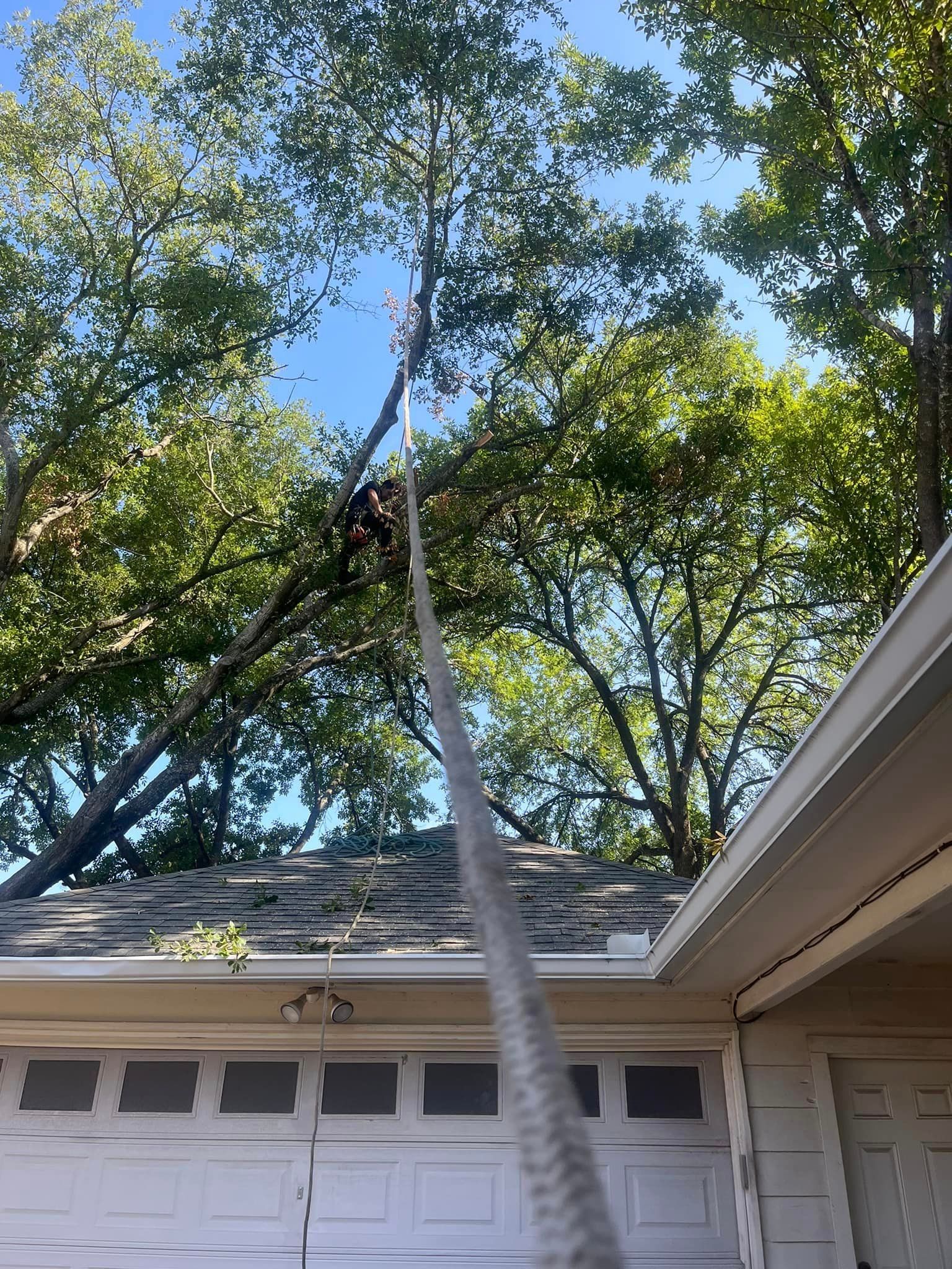 A thick, light-colored rope extends from the foreground toward a tree branch hovering above a house roof.