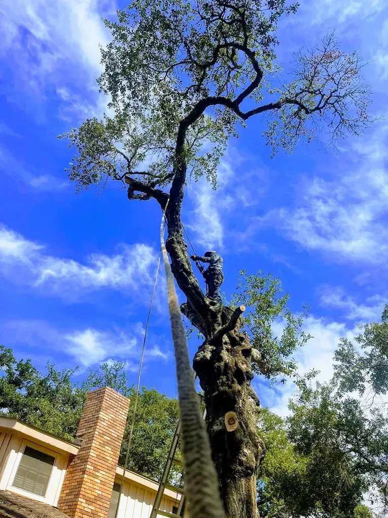 A worker harnessed in a tall, bare tree trims branches against a bright blue sky next to a house with a brick chimney.