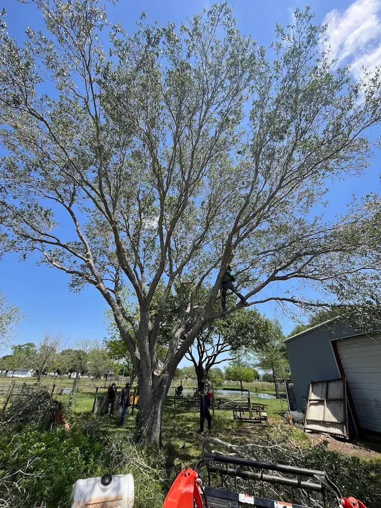 A person climbing a large tree in a yard to prune branches, with a clear blue sky in the background.