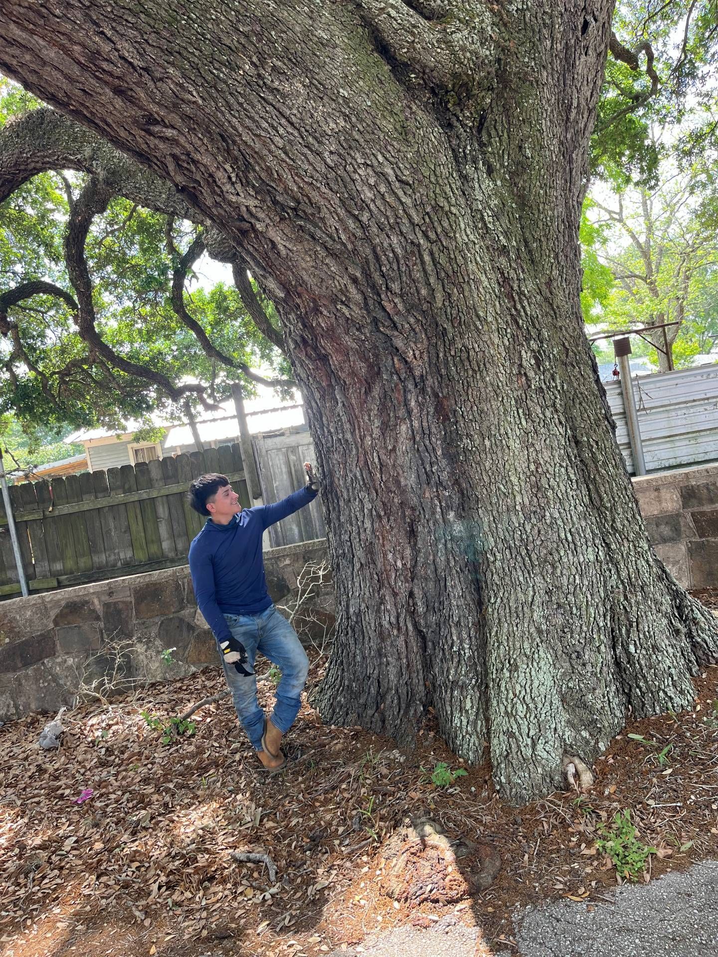 A person in a blue shirt stands next to a very thick, textured oak tree trunk in an outdoor, fenced area.