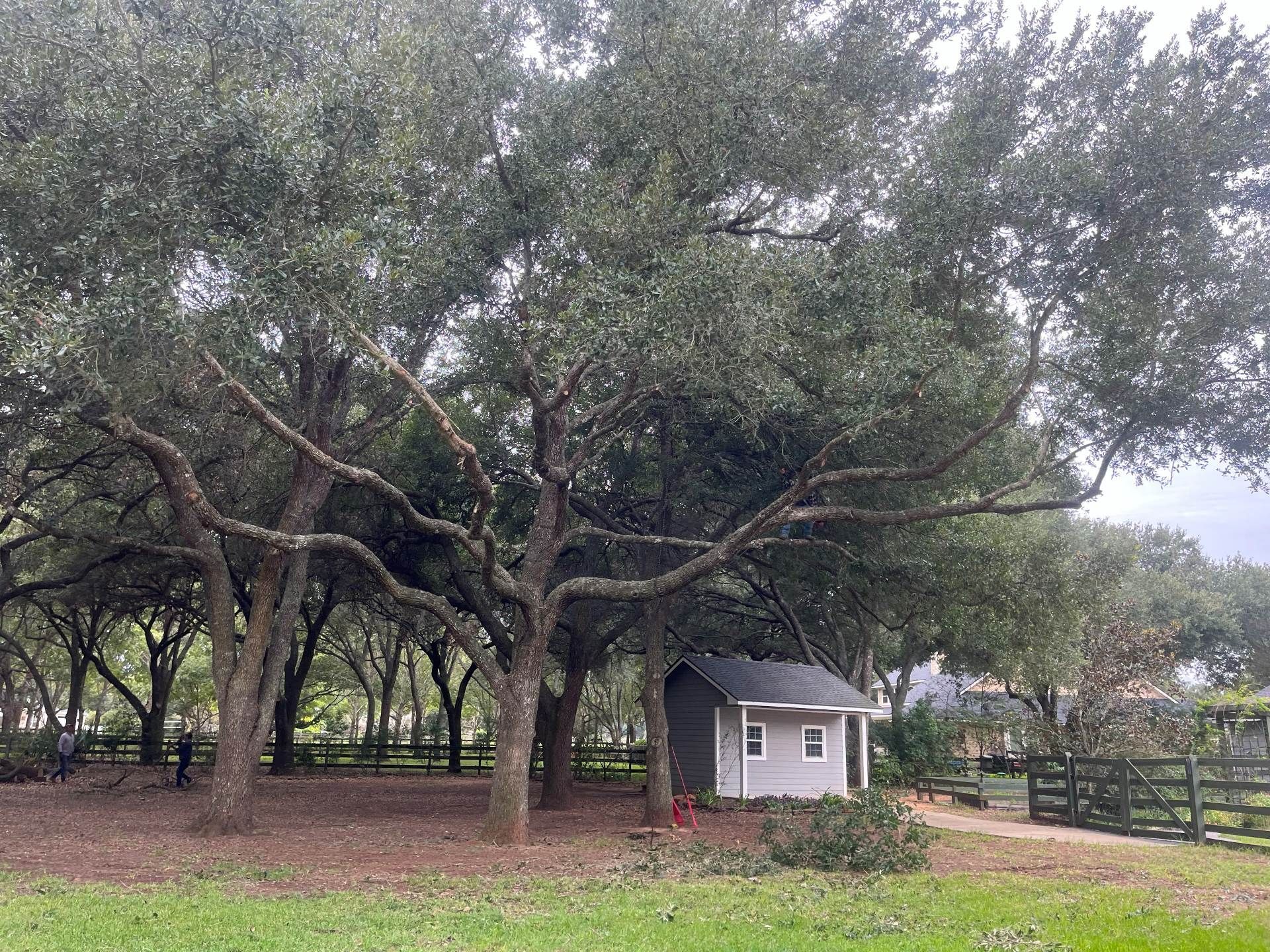 A small shed sits beneath a cluster of large, mature oak trees in a grassy, shaded yard with a wooden fence.