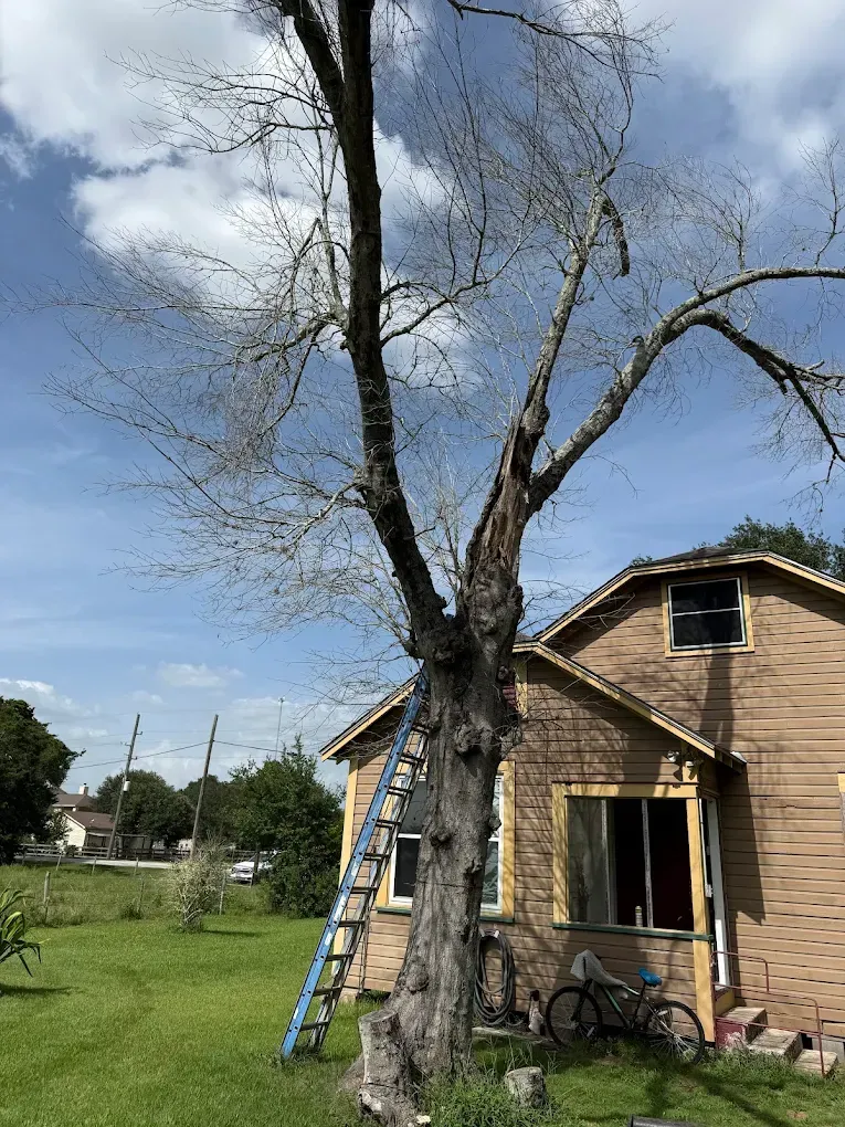 A large, bare tree stands next to a tan house with a tall blue ladder leaning against the trunk.