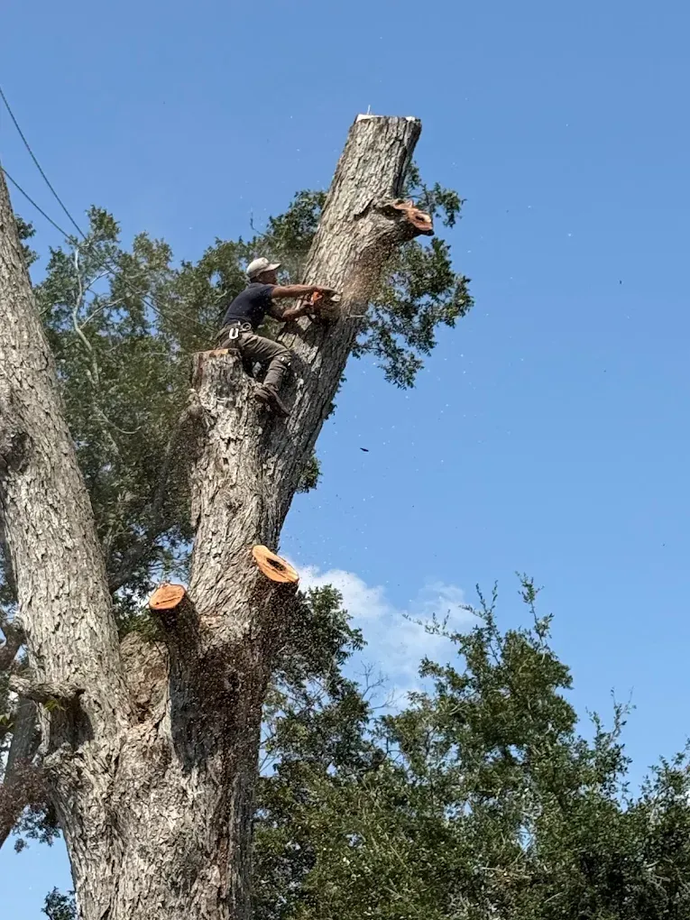 An arborist in protective gear climbs a partially cut, tall tree against a clear blue sky.