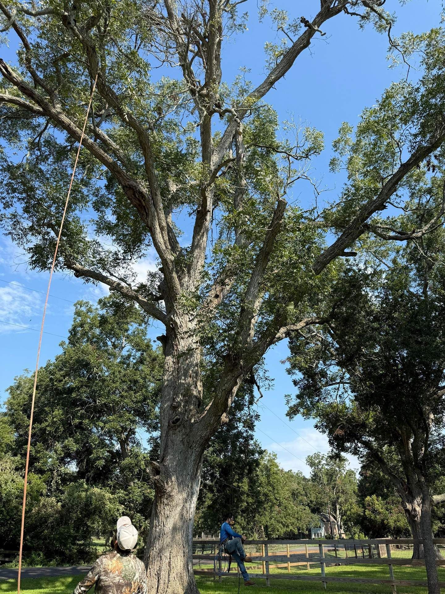 A person in camouflage stands beneath a tall, mature oak tree while another person works in the branches above.