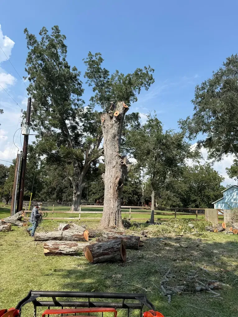 A worker operating a chainsaw by a large tree partially cut down in a grassy field on a sunny day.