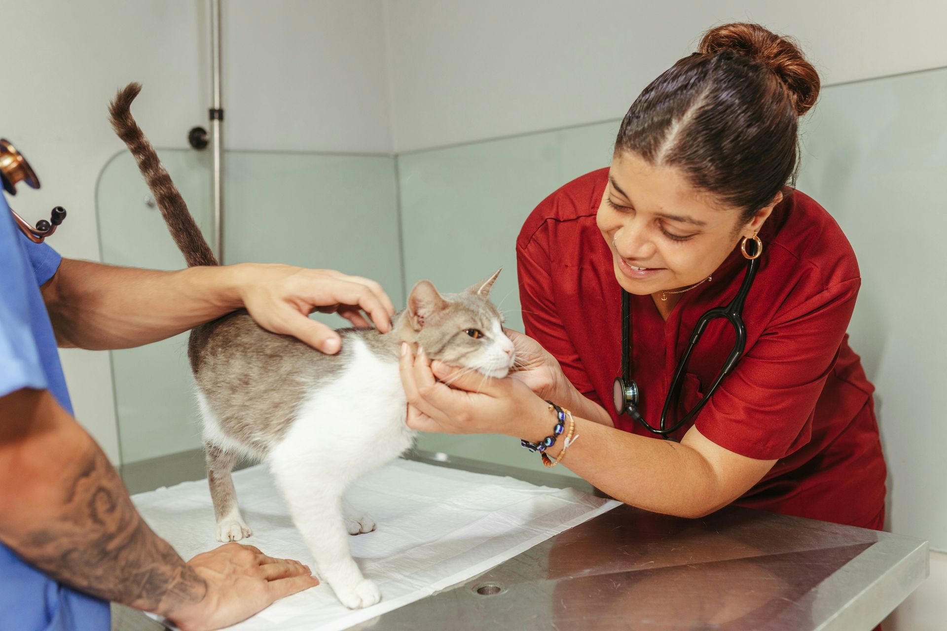 Two veterinary staff examine a cat on an examination table. One holds its chin, the other touches its side.