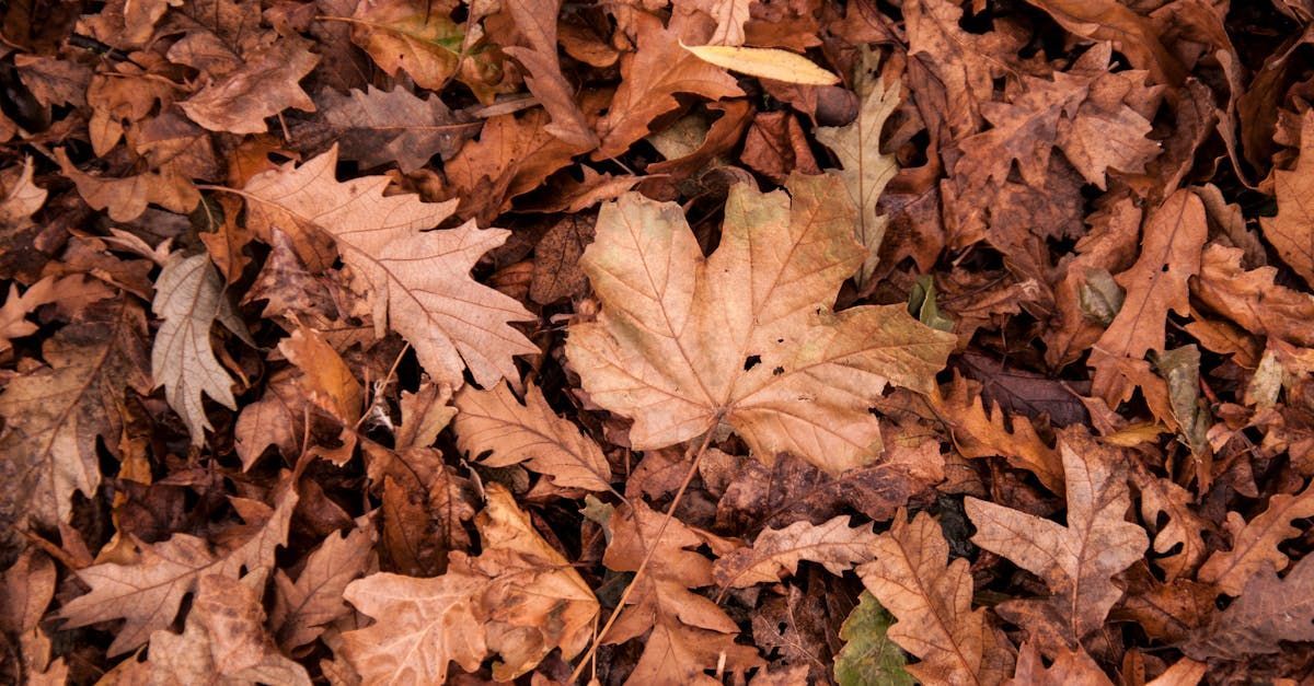 A pile of brown leaves laying on the ground.