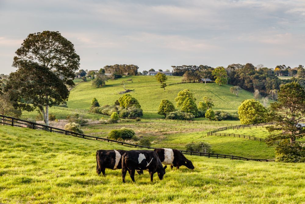 Cows Grazing in a Lush Green Pasture — Country To Coast Building Contractors In Maleny, QLD