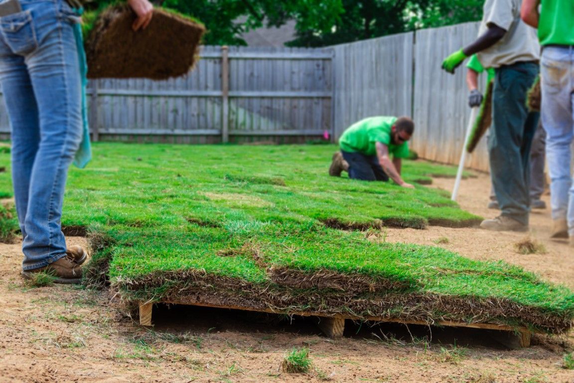 An image of Sod Installation in Town N Country FL