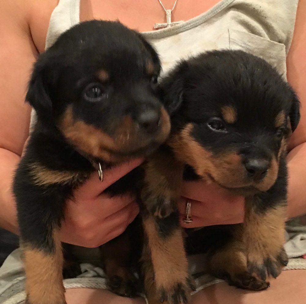 Dogs boys — Kailua, HI — Von Lotus Haus Dogs