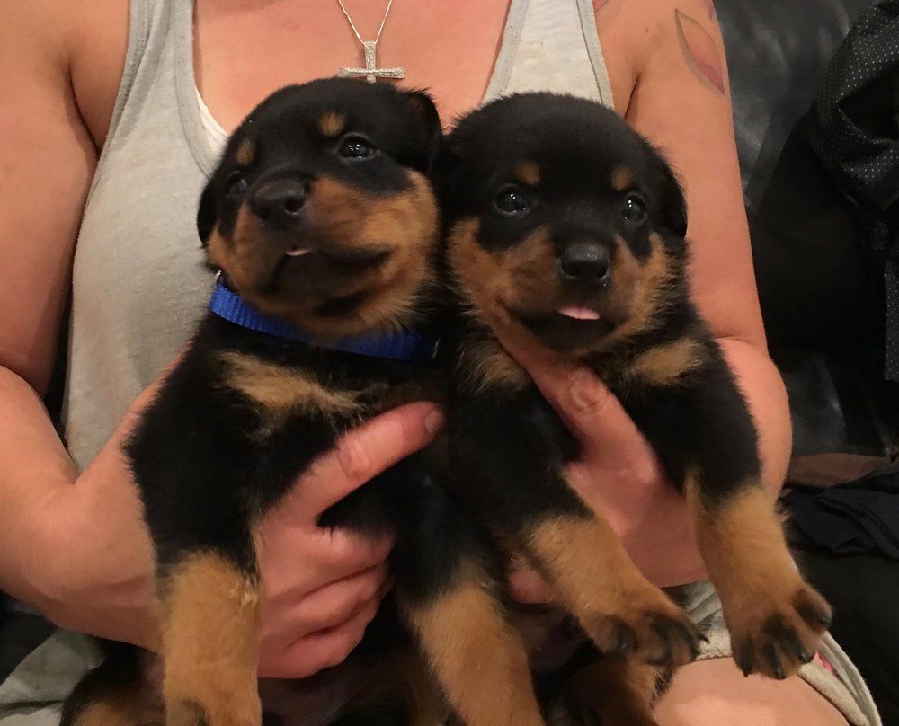 Four week dogs boys — Kailua, HI — Von Lotus Haus Dogs
