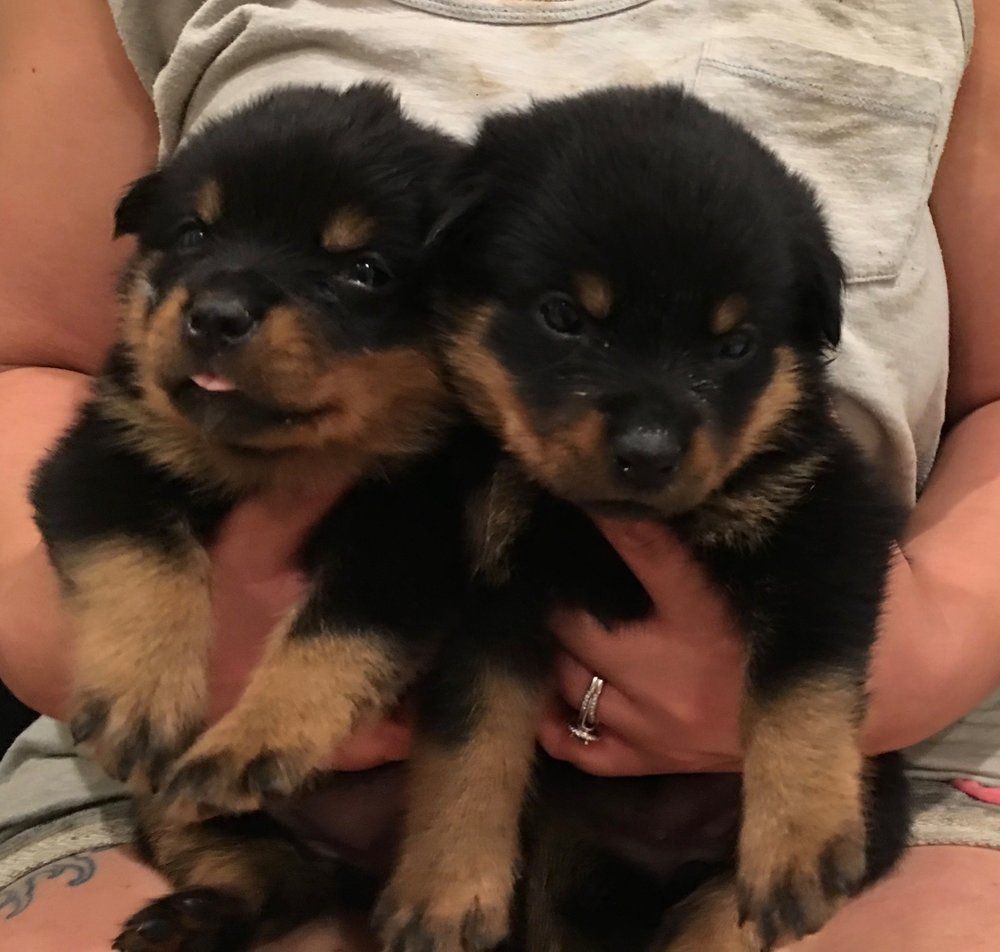 Four week olds — Kailua, HI — Von Lotus Haus Dogs