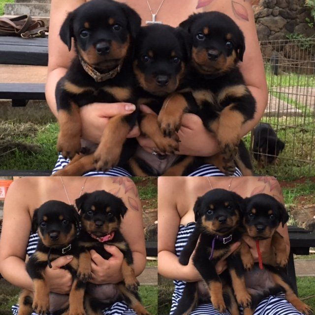Seven week old — Kailua, HI — Von Lotus Haus Dogs