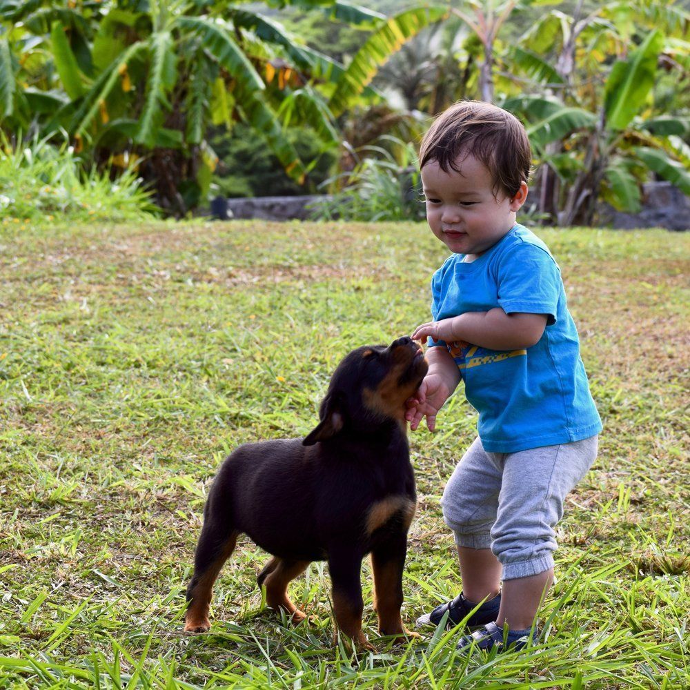 Greyson and buggati — Kailua, HI — Von Lotus Haus Dogs