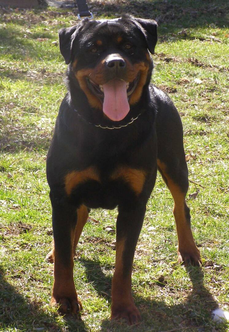 Dam — Kailua, HI — Von Lotus Haus Dogs