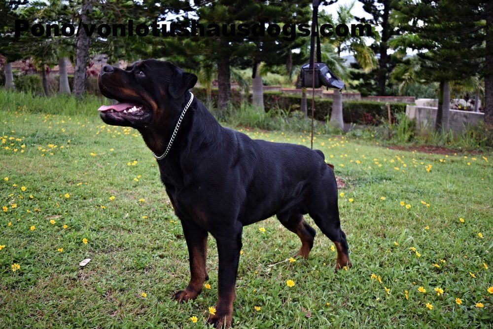 Happiness — Kailua, HI — Von Lotus Haus Dogs