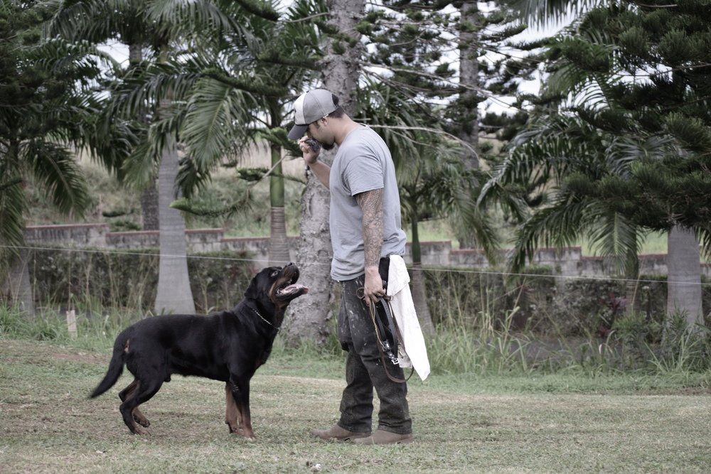 Obedience — Kailua, HI — Von Lotus Haus Dogs
